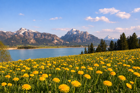 Blühende Wiese mit Alpen und See im Hintergrund