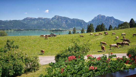 Bauernhof mit Kühen, See und Bergpanorama in den Alpen